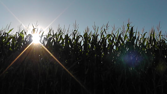 sunset, landscape, nature, cornfield, corn, field, sunbeam