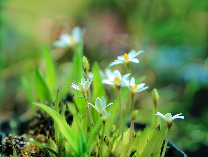rhodohypoxis baur în alb, African flower, flori albe, plante ornamentale, gradina, floare, flori de vară