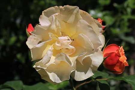Rosa, blanc, flor, planta, natura, flors, verd