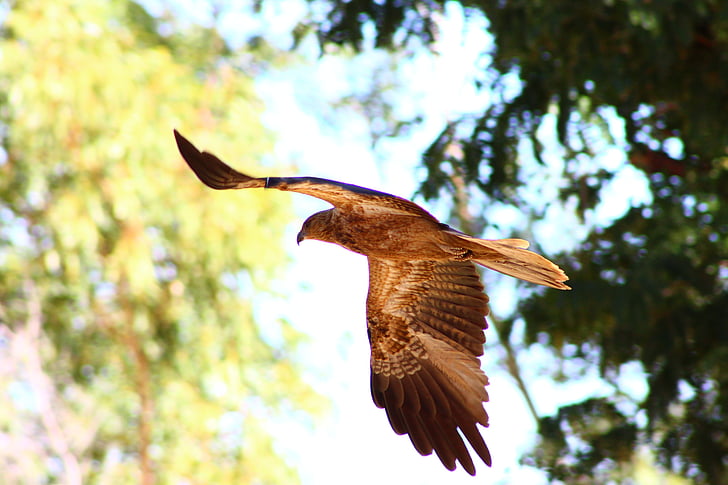 σφυρίζοντας kite, πουλί της λείας, Αυστραλία, πτήση, φύση, ουρά, Majestic