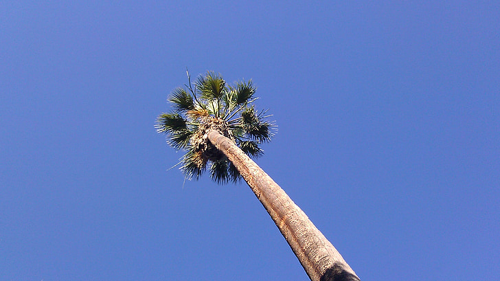 Palmera, Palma, cel, blau, arbre, tropical, exòtiques