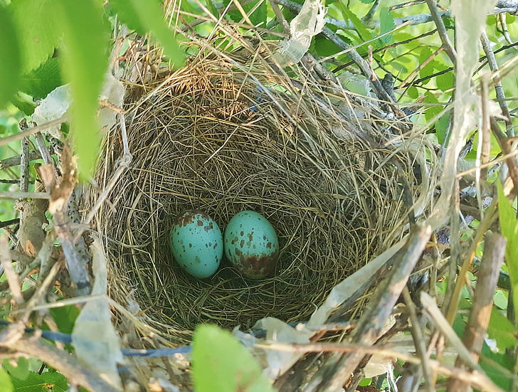 Nest ägg, Fågelbo, boet, häckande, ägg, Mockingbird ägg, norra mockingbird ägg