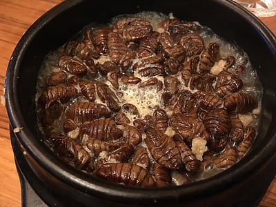 húsenice priadky morušovej, kórejské jedlo, hmyzu, jedlo