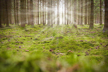 metsa, Moss, tagasi valgus, loodus, roheline, Logi, puu