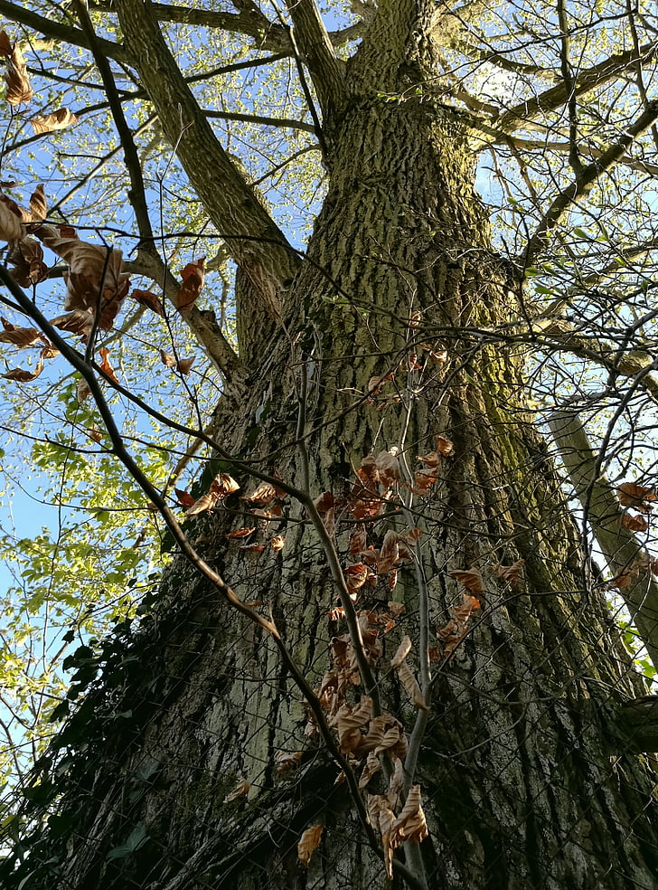 arbre, 2017, Romanç, primavera, natura, branca, bosc
