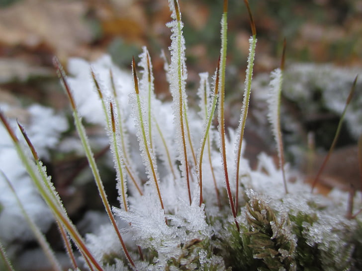 Moss, jää, lumi