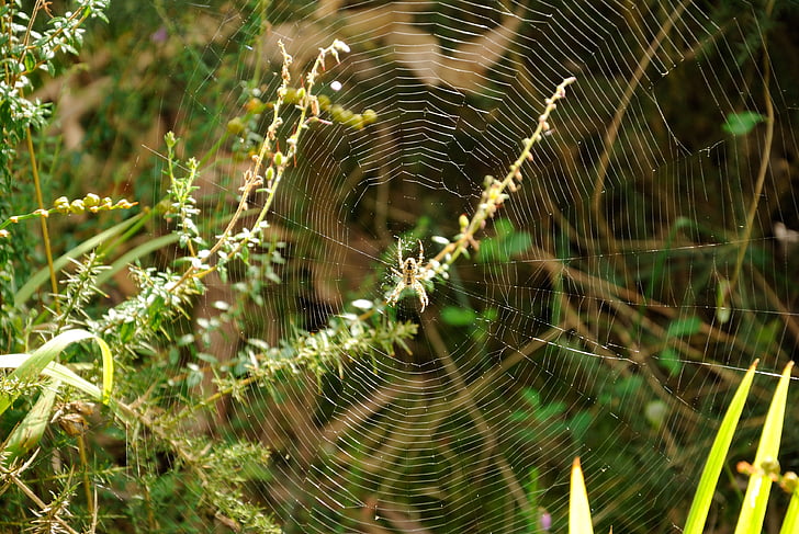 spin, Web, Arachnid, spinnenweb, natuur, dauw, drop
