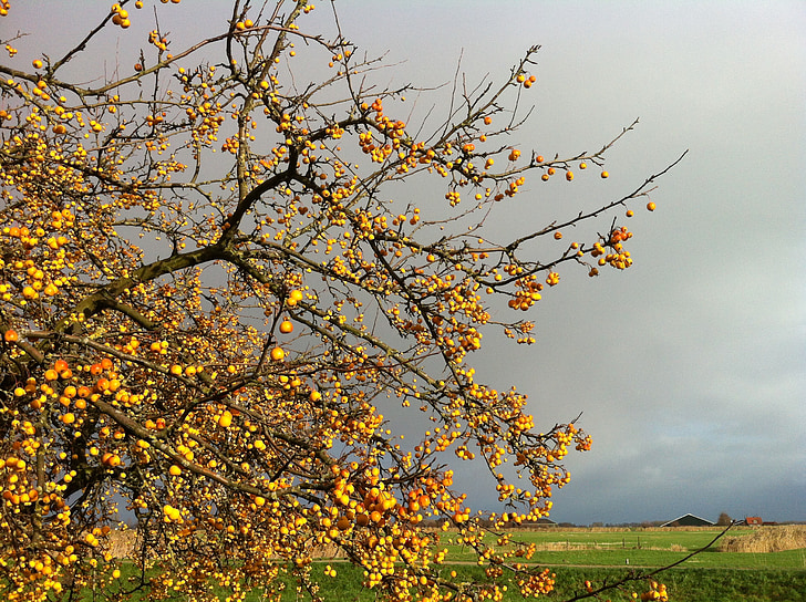 apples, nature, tree