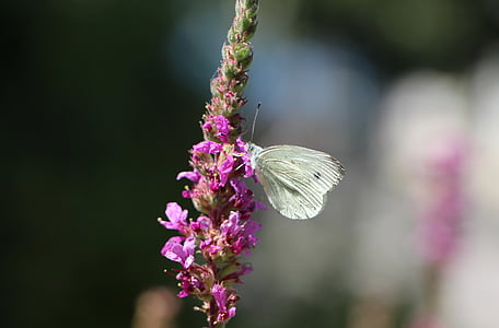 sommerfugl, hvit, vakker, stilistiske, beroligende, insekt, Blossom