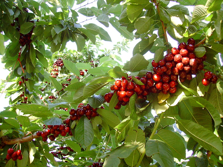 food, fruit, cherry, collection