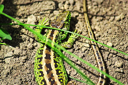 salamandra, laukinės gamtos fotografijos, žalia, varliagyviai