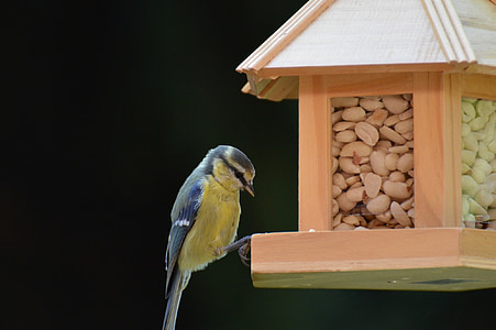 tit, bird, bird seed, peanuts, feed, depend, plumage