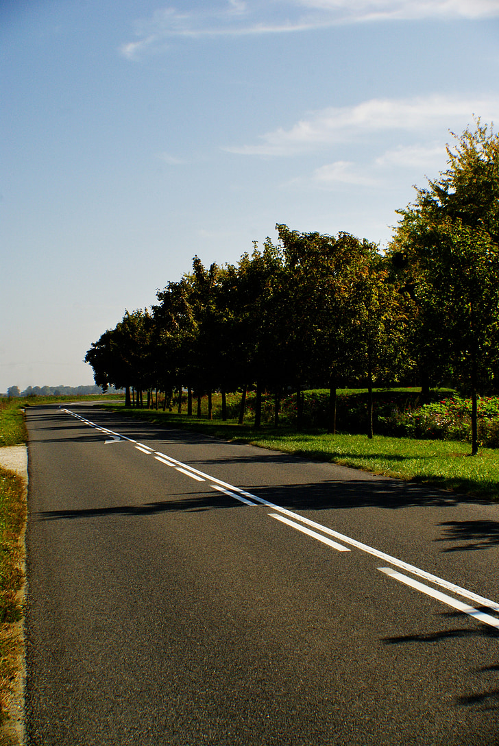 Road, landskab, træ, Panorama, natur