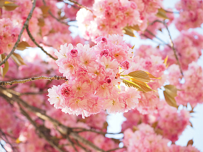 Cherry blossom, Japansk kirsebær, lugt, Blossom, Bloom, japanske blomstringen kirsebær, prydplante kirsebær