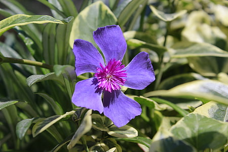lill, Violet, lilled, loodus, Ecuador