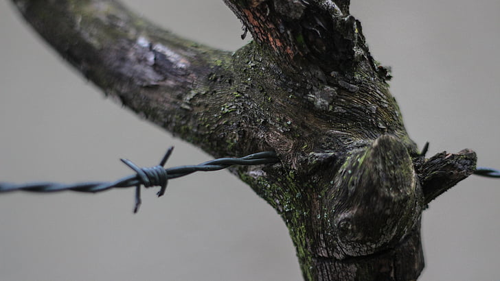 barbed wire, branch, closeup