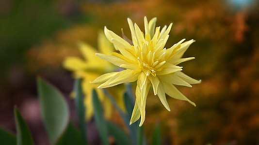 lill, Narcissus, Kevad flower, kollane, kollane lill, Aed, loodus