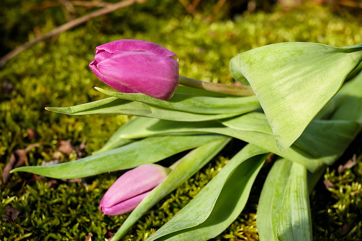 Tulipán, květ, květ, Bloom, květiny, růžová, závod
