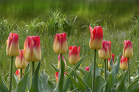 Tulip, fleur, Tulipa, jaune rouge, printemps, nature, printemps