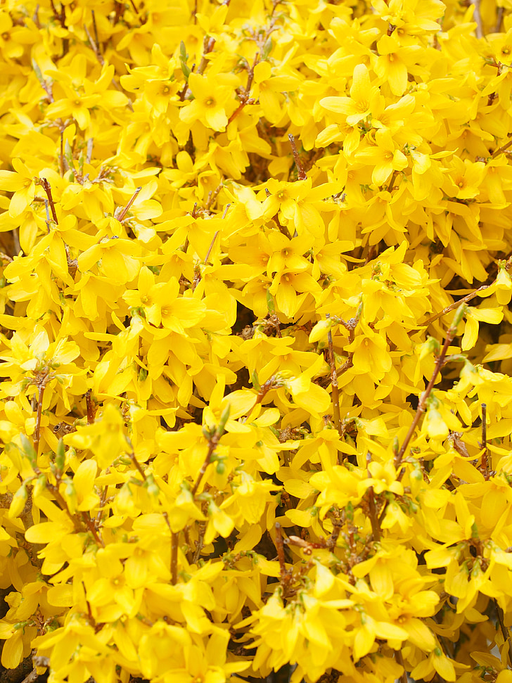 gold lilac, forsythia, branches, yellow, blossom, bloom, flower