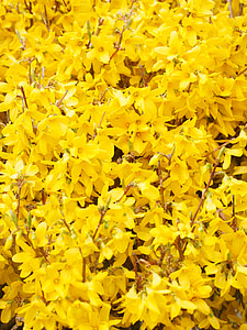 Gouden Lila, Forsythia, takken, geel, Blossom, Bloom, bloem