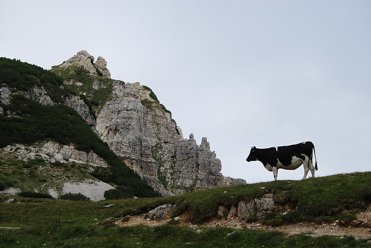vaca, montaña, roca