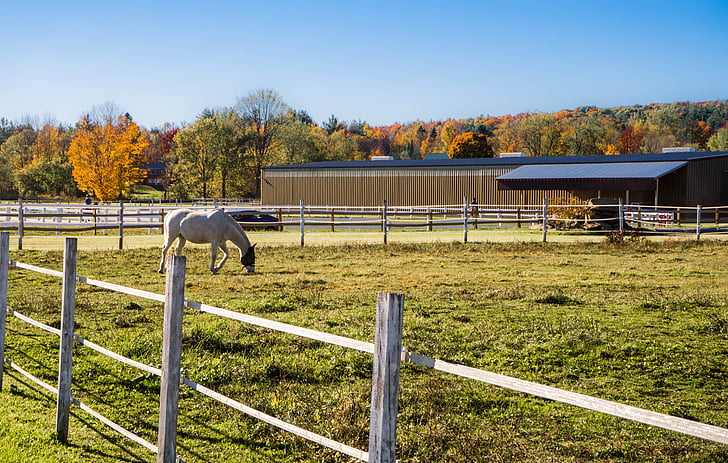 løv, Vermont, hegnet, stald, hest, landskab, landdistrikter