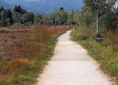 away, nature, heide, trail, promenade, birch, heather