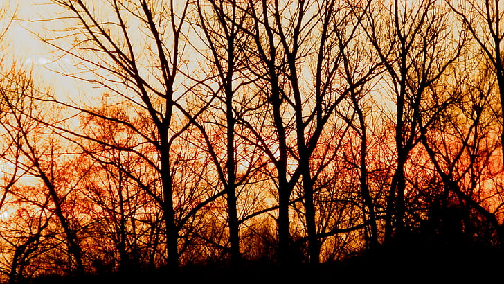 Les, východ slunce, stromy, barevné