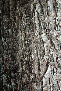 puu bark tekstuur, puu, puitunud, tekstuur, taust, töötlemata, muster