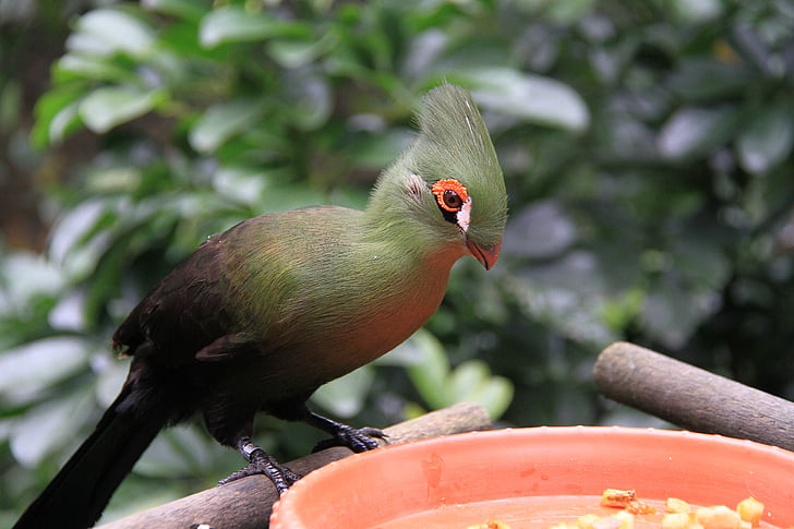 grønne silke crown munk lue fugl, rød øyelokkene, hvite flekker, grønn, lyseblå print, metall glans, fugleparken