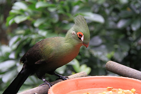 yeşil ipek taç keşiş şapka kuş, kırmızı göz kapakları, beyaz noktalar, Yeşil, mavi mor, metal parlak, kuş Parkı