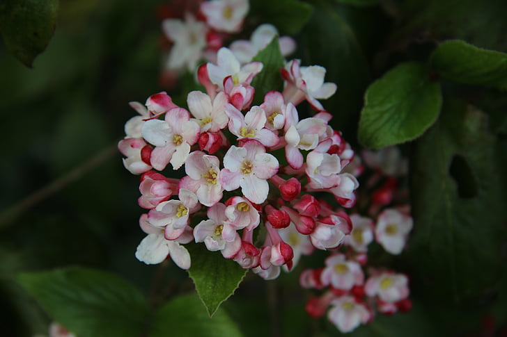 Viburnum, virágzó cserje, tavaszi, kert, természet, virág, fehér