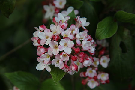Viburnum, bloeiende struik, lente, Tuin, natuur, bloem, wit
