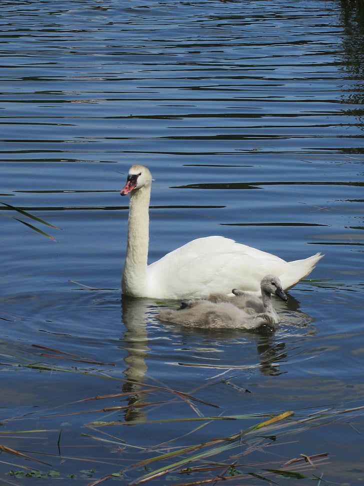 Swan, cygnets, Baby swan, sjön, dammen, djur, fågel