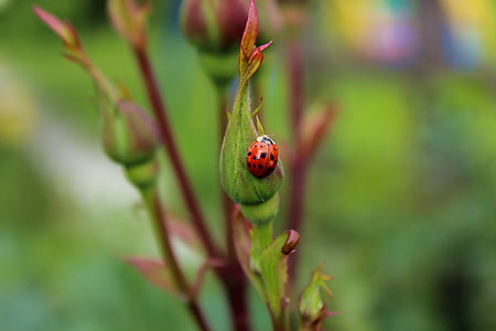 coccinella, bug, insetto, rosso, natura, pianta, colore verde