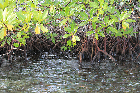 mangroovipuu sohu, maastik, looduslik, loodus, Island, Oasis, Panama