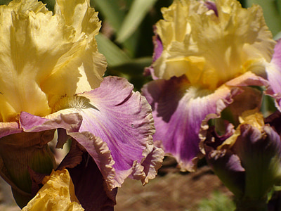 Iris, flor, jardí, floral, planta, natura, l'estiu
