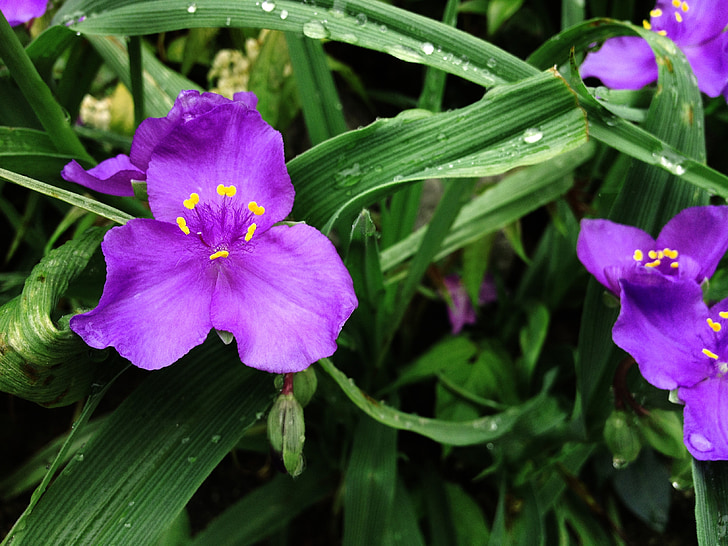 violetinė, gėlė, violetinė gėlė, natūralus, augalų, pavasarį, žydėti