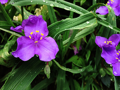 Violeta, puķe, violetu ziedu, fiziska, augu, Pavasaris, Bloom