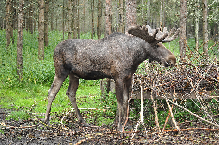 Alce, Suécia, floresta