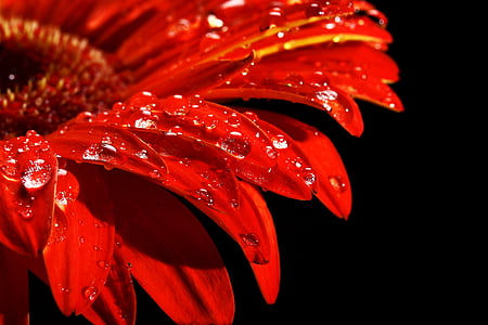 red, flower, drop, nature, live, wet, rain