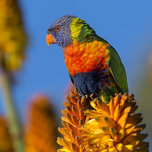 动物, 鸟, 多彩, 色彩缤纷, 花, 宏观, 自然