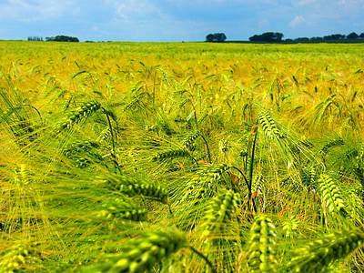 majsfält, spannmål, fältet, Grain, jordbruk, åkermark, sommar