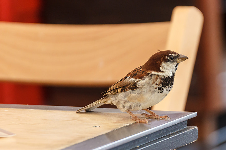 pták, Sparrow, smývání, Sperling, ptáci, zpěvný pták, jídlo
