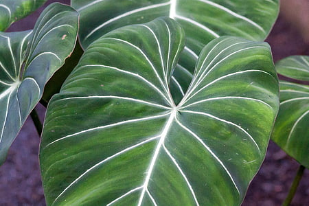 Filodendro gloriosum, folhas, Bush, verde, Colômbia, planta, natureza