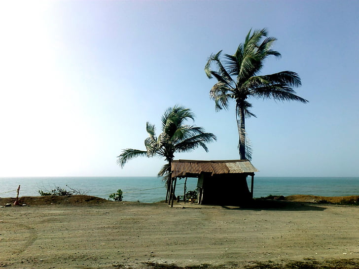 долонями, море, будинок, НД, Природа, пляж, Коста