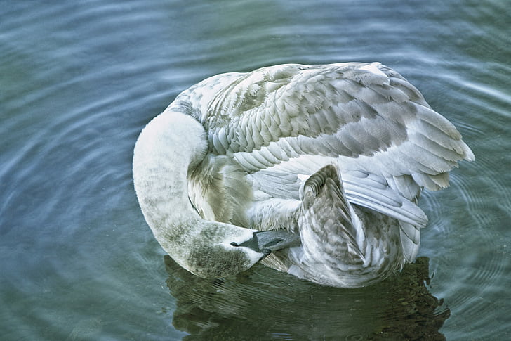 swan, young swan, water, waters, animal, bird