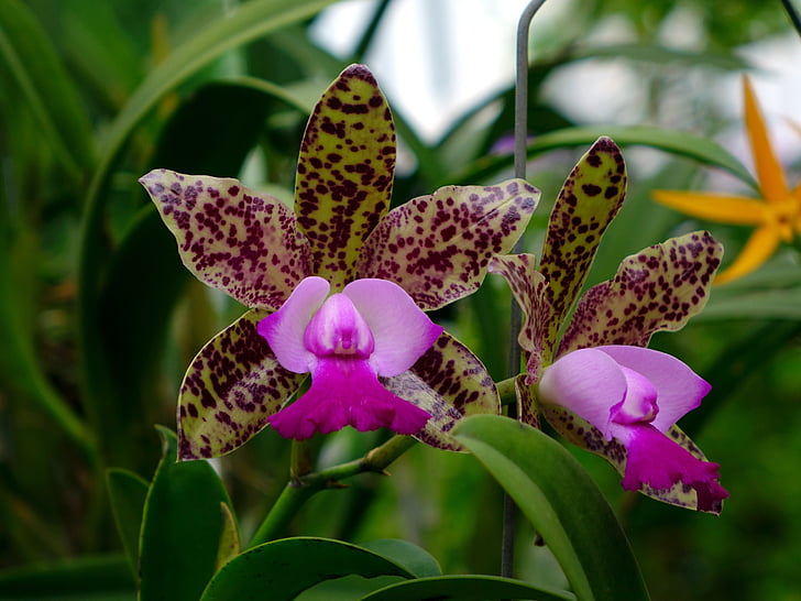 orquídeas, flor, floral, flor, filial, closeup, verde