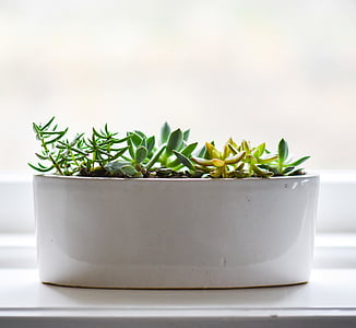 succulent, plant, white, ceramic, pot, rosemary, herb